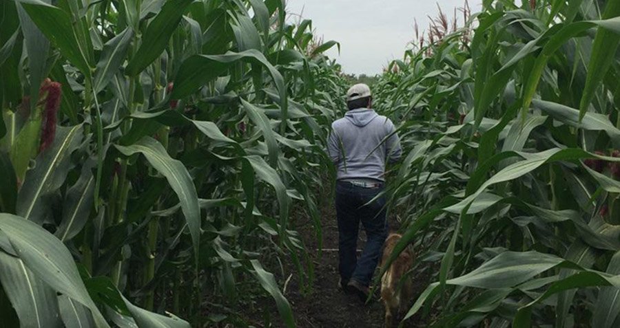 Descripción de la imagen